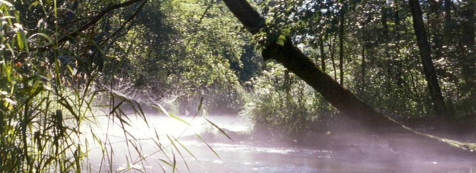 Early morning mist burning off in the warming sun.&mdash; Summer 1997